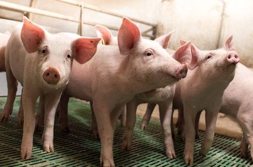 Pig--Agri.jpg